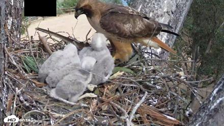 Red-Tailed Hawk Live Webcam - Apr 10, 2026, 1:36pm PDT