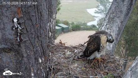Red-Tailed Hawk Live Webcam - May 10, 2026, 6:01am PDT