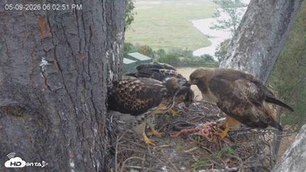 Red-Tailed Hawk Live Webcam - May 9, 2026, 7:06pm PDT