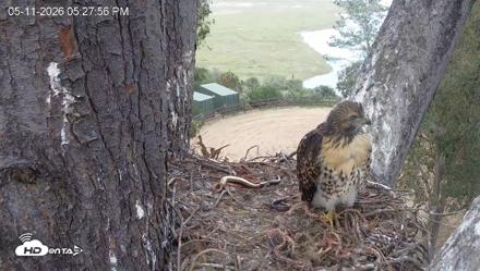 Red-Tailed Hawk Live Webcam - May 11, 2026, 6:28pm PDT