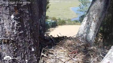 Red-Tailed Hawk Live Webcam - May 20, 2026, 2:55pm PDT