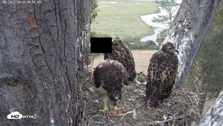 Red-Tailed Hawk Live Webcam - May 4, 2026, 6:11am PDT