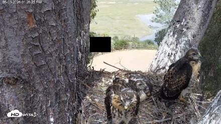 Red-Tailed Hawk Live Webcam - May 3, 2026, 2:27pm PDT