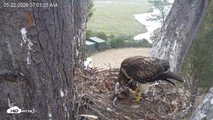 Red-Tailed Hawk Live Webcam - May 22, 2026, 8:03am PDT