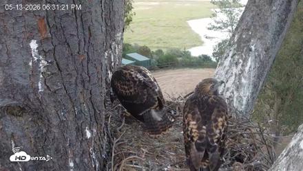 Red-Tailed Hawk Live Webcam - May 13, 2026, 7:35pm PDT