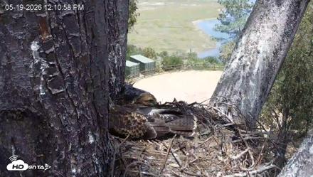 Red-Tailed Hawk Live Webcam - May 19, 2026, 1:14pm PDT