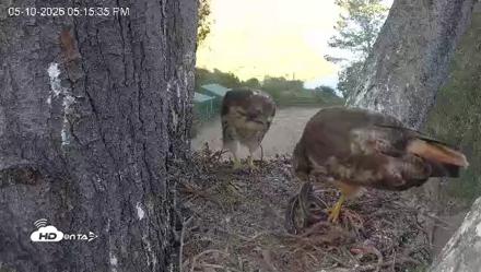 Red-Tailed Hawk Live Webcam - May 10, 2026, 6:16pm PDT