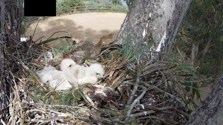 Red-Tailed Hawk Live Webcam - Apr 2, 2026, 3:35pm PDT