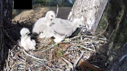 Red-Tailed Hawk Live Webcam - Apr 9, 2026, 4:44pm PDT