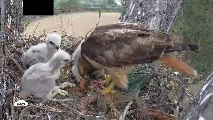 Red-Tailed Hawk Live Webcam - Apr 12, 2026, 3:25pm PDT