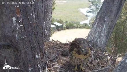 Red-Tailed Hawk Live Webcam - May 18, 2026, 10:50am PDT
