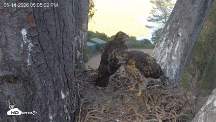Red-Tailed Hawk Live Webcam - May 14, 2026, 6:08pm PDT