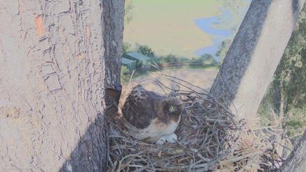 Red-Tailed Hawk Live Webcam - Mar 4, 2026, 3:03pm PST