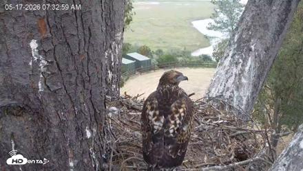 Red-Tailed Hawk Live Webcam - May 17, 2026, 8:33am PDT