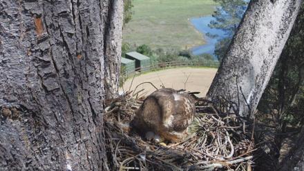 Red-Tailed Hawk Live Webcam - Mar 20, 2026, 12:57pm PDT
