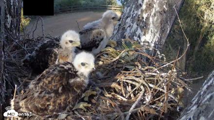 Red-Tailed Hawk Live Webcam - Apr 19, 2026, 5:37pm PDT