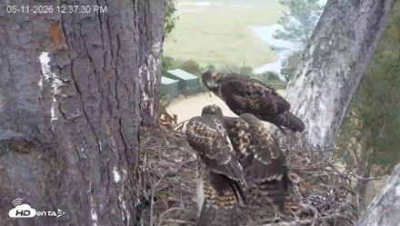 Red-Tailed Hawk Live Webcam - May 11, 2026, 1:40pm PDT