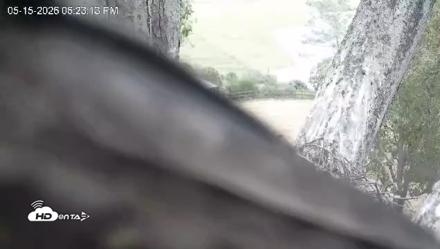 Red-Tailed Hawk Live Webcam - May 15, 2026, 7:27pm PDT
