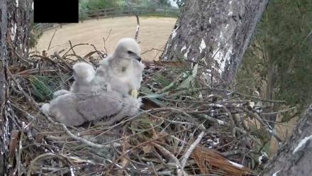 Red-Tailed Hawk Live Webcam - Apr 9, 2026, 6:58pm PDT