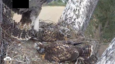 Red-Tailed Hawk Live Webcam - Apr 30, 2026, 3:23pm PDT