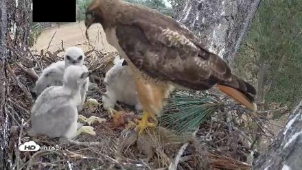 Red-Tailed Hawk Live Webcam - Apr 12, 2026, 3:24pm PDT