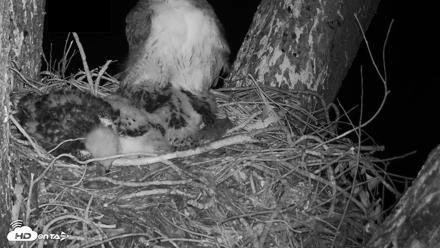 Red-Tailed Hawk Live Webcam - Apr 18, 2026, 5:04am PDT