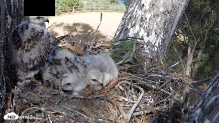 Red-Tailed Hawk Live Webcam - Apr 15, 2026, 3:38pm PDT