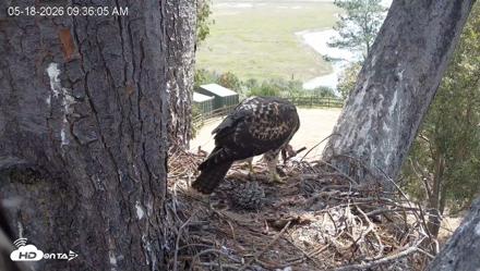 Red-Tailed Hawk Live Webcam - May 18, 2026, 10:39am PDT