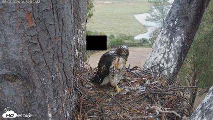 Red-Tailed Hawk Live Webcam - May 5, 2026, 6:02am PDT
