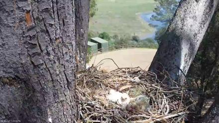 Red-Tailed Hawk Live Webcam - Mar 24, 2026, 1:09pm PDT