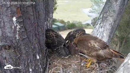 Red-Tailed Hawk Live Webcam - May 12, 2026, 4:33pm PDT