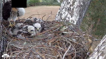 Red-Tailed Hawk Live Webcam - Apr 21, 2026, 7:10pm PDT