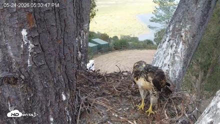 Red-Tailed Hawk Live Webcam - May 24, 2026, 6:34pm PDT