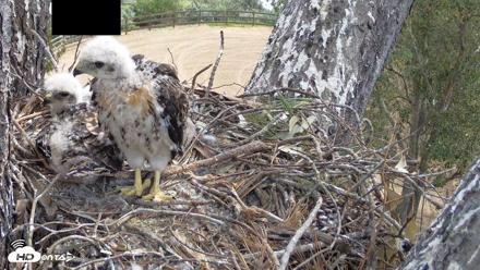Red-Tailed Hawk Live Webcam - Apr 19, 2026, 10:50am PDT