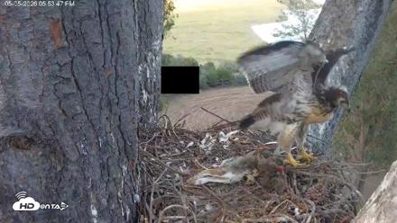 Red-Tailed Hawk Live Webcam - May 5, 2026, 6:54pm PDT
