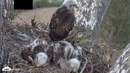 Red-Tailed Hawk Live Webcam - Apr 22, 2026, 7:03pm PDT