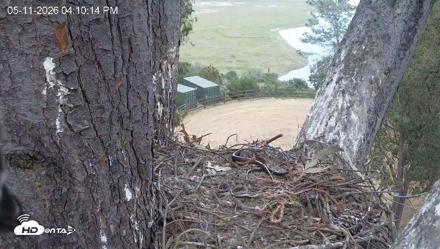 Red-Tailed Hawk Live Webcam - May 11, 2026, 5:13pm PDT