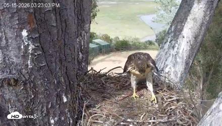 Red-Tailed Hawk Live Webcam - May 15, 2026, 4:26pm PDT