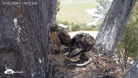Red-Tailed Hawk Live Webcam - May 15, 2026, 12:08pm PDT