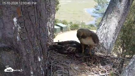 Red-Tailed Hawk Live Webcam - May 10, 2026, 1:01pm PDT