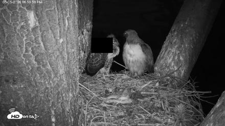 Red-Tailed Hawk Live Webcam - May 5, 2026, 8:04pm PDT