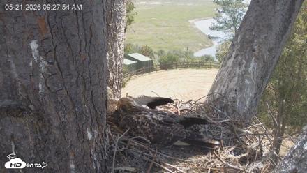 Red-Tailed Hawk Live Webcam - May 21, 2026, 10:31am PDT