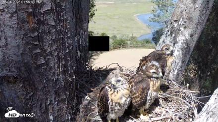 Red-Tailed Hawk Live Webcam - May 1, 2026, 2:59pm PDT
