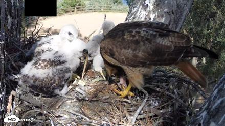 Red-Tailed Hawk Live Webcam - Apr 15, 2026, 3:22pm PDT