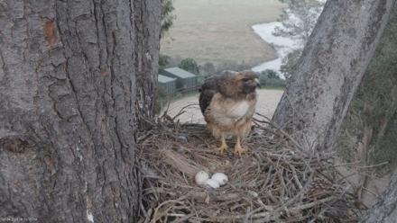 Red-Tailed Hawk Live Webcam - Mar 4, 2026, 6:00pm PST