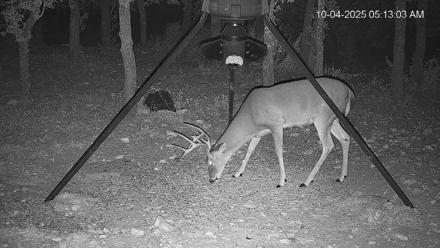 Texas Deer Feeder Live Webcam - Oct 4, 2025, 5:13am CDT