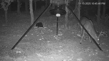 Texas Deer Feeder Live Webcam - Nov 15, 2025, 10:46pm CST