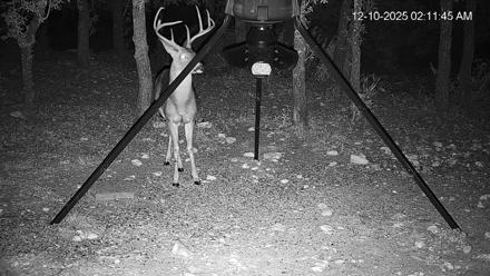 Texas Deer Feeder Live Webcam - Dec 10, 2025, 2:12am CST