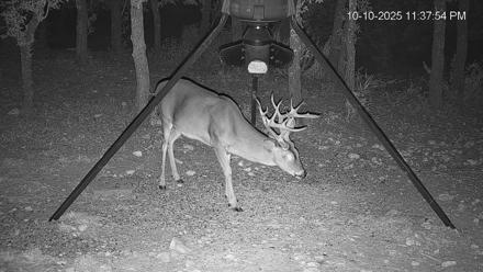 Texas Deer Feeder Live Webcam - Oct 10, 2025, 11:38pm CDT