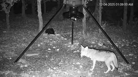Texas Deer Feeder Live Webcam - Dec 4, 2025, 1:09am CST